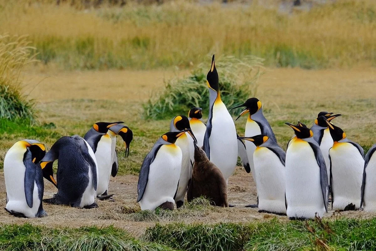 Parque Pinguino Rey