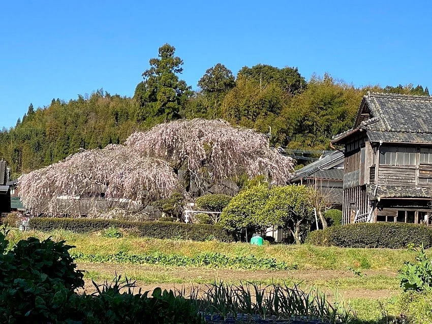 Miyagi no Sato Weeping Cherry Blossoms