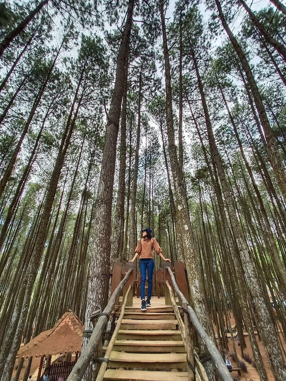Asri Pine Forest