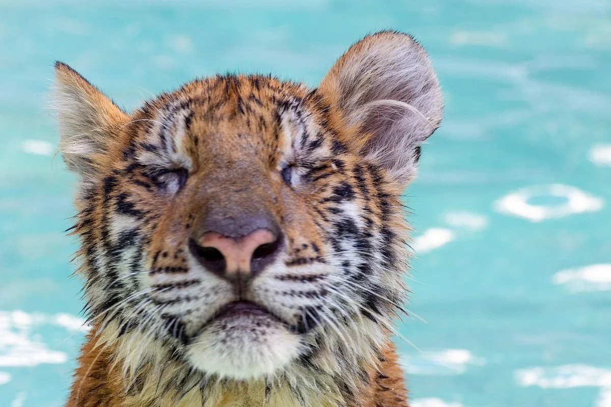Tiger PARK Phuket