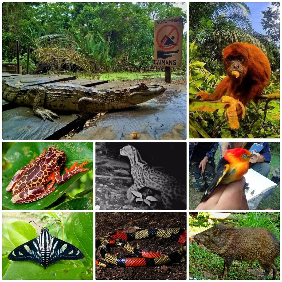 Panthera Sanctuary