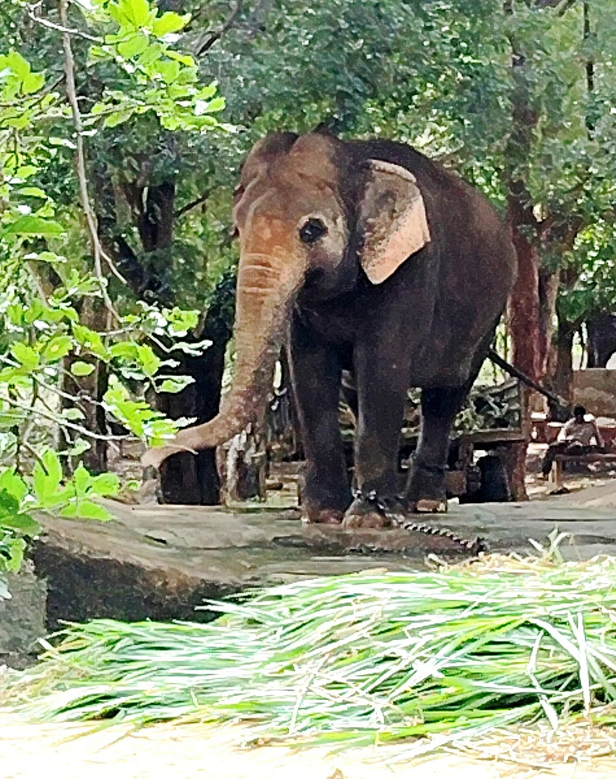 Sri Venkateswara National Park