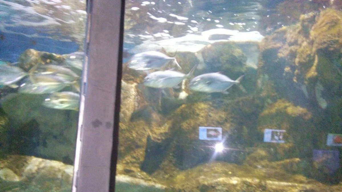 Aquario Marinho