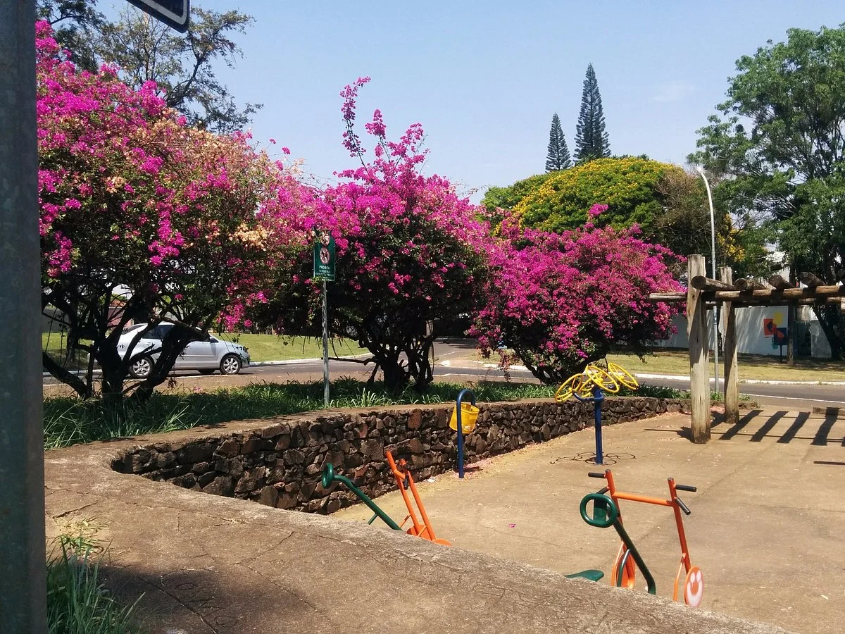 Bosque das Grevileas