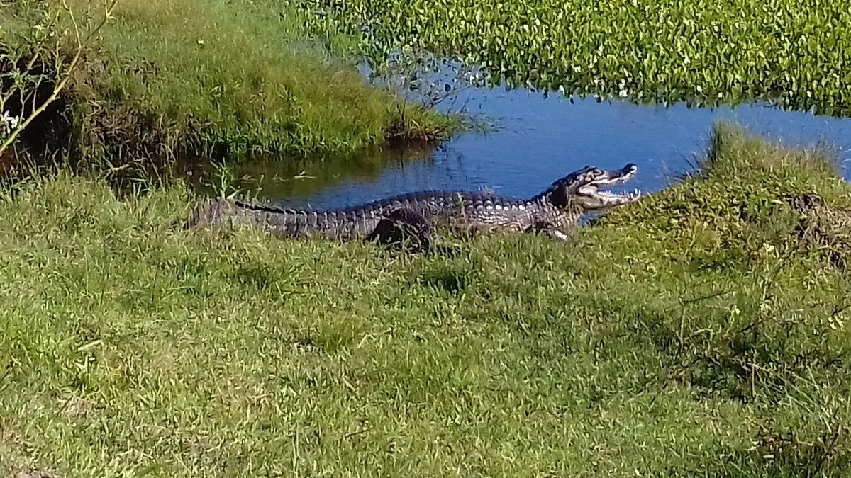 Parque Nacional Ibera