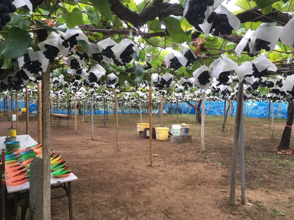 Asamaen Farm