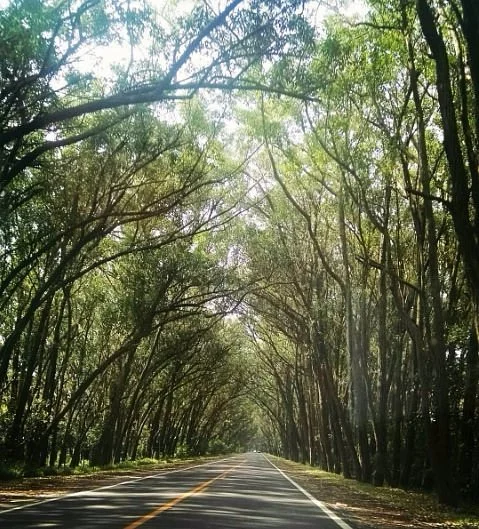 Túnel Verde