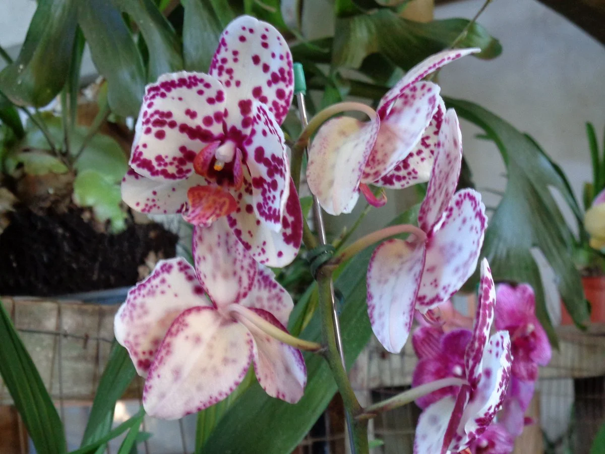 Orquideario del Indio Solitario
