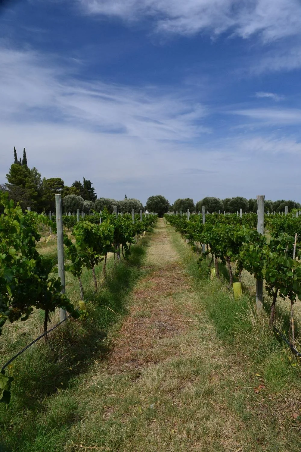 Aleste Bodega & Vinedos