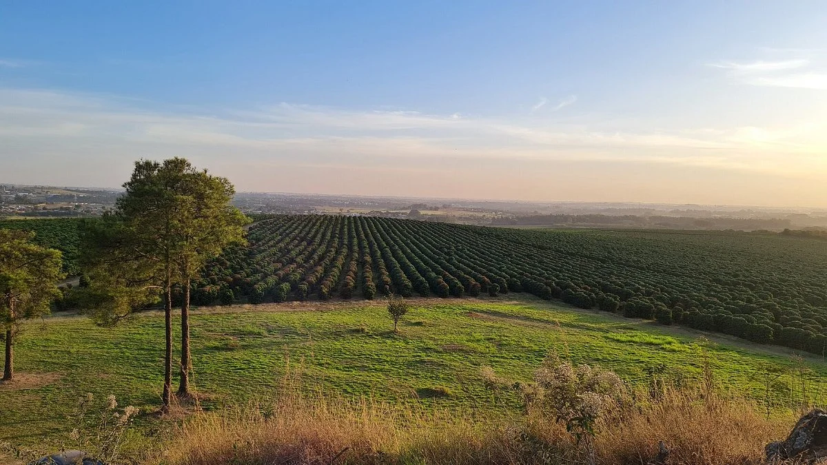 Fazenda Tozan (Monte d'Este)