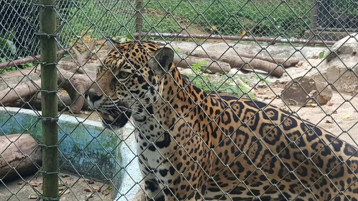 Paramaribo Zoo