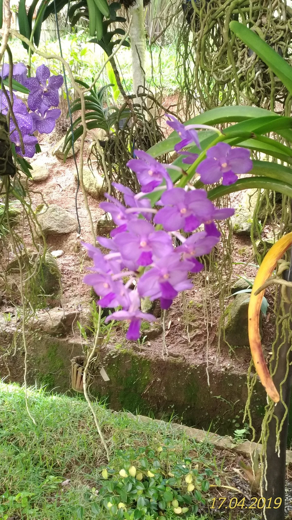 Orquidário Público de Guarulhos