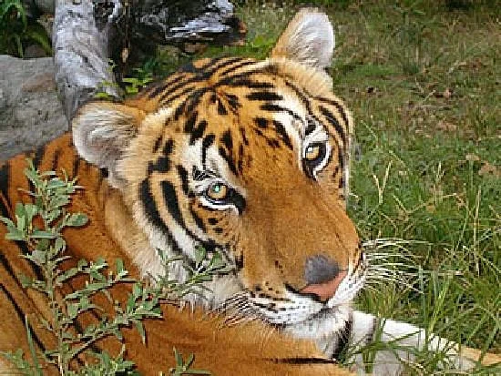 Botolan Wildlife Farm