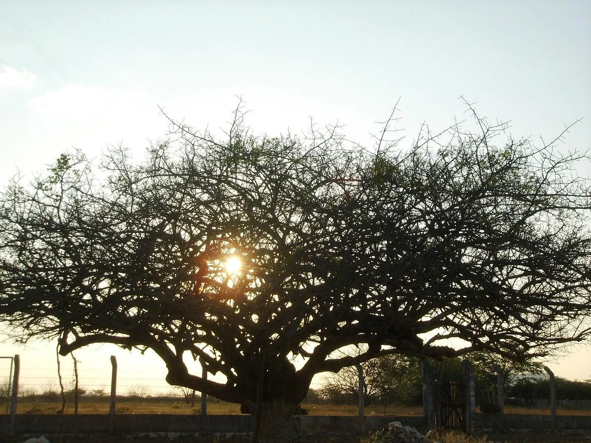 Parque Zoo-botanico da Caatinga