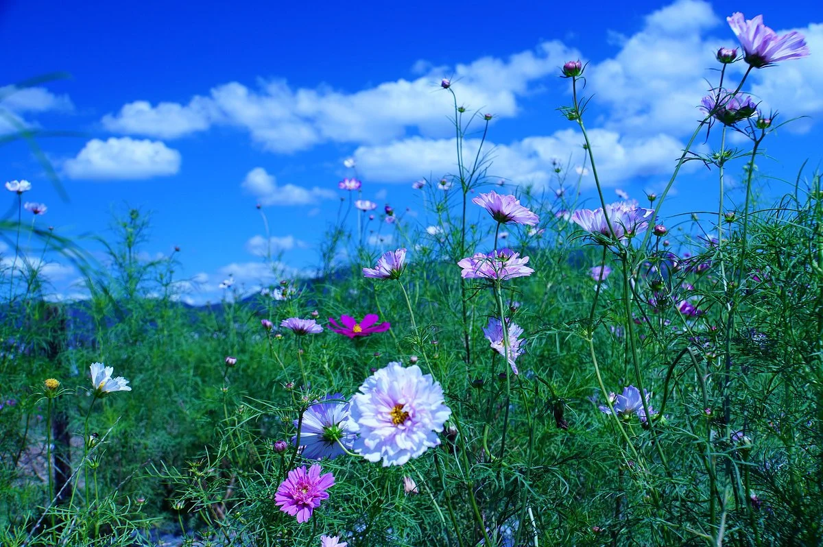 Kyoto Tamba, Kameoka Yumecosmos Garden