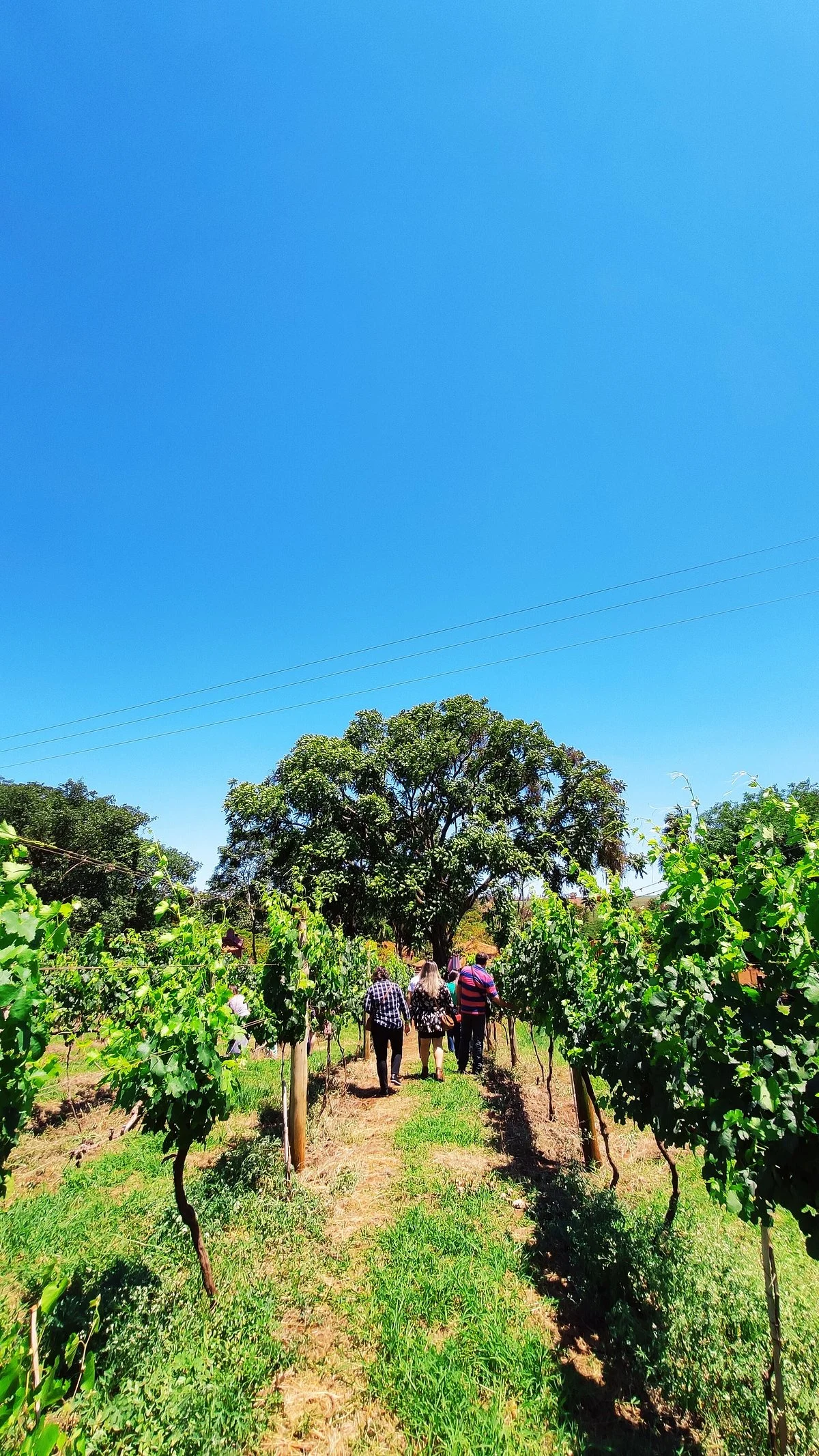 Winery Marchese DI Ivrea