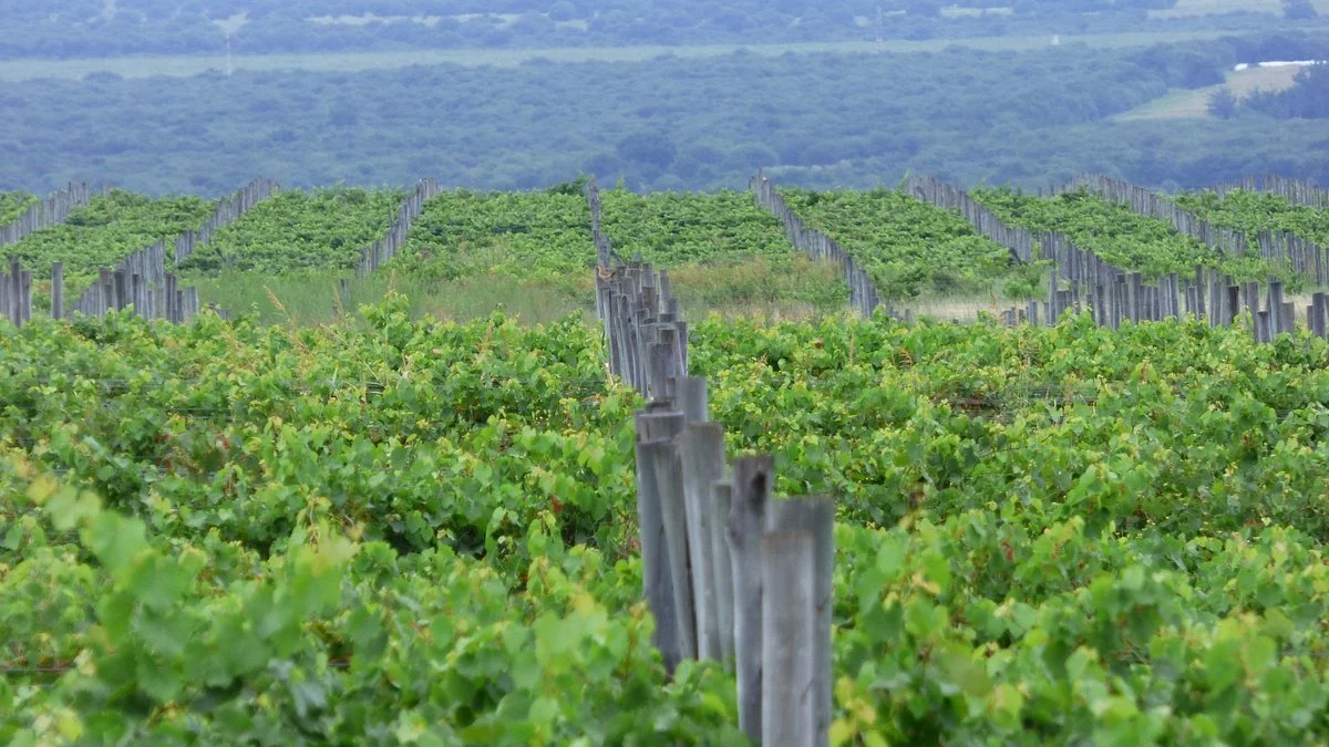 Bodega Viñas Puntanas privado