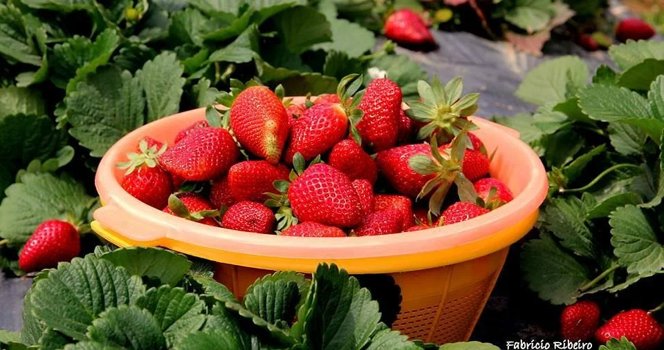 Sítio Herança Agroturismo