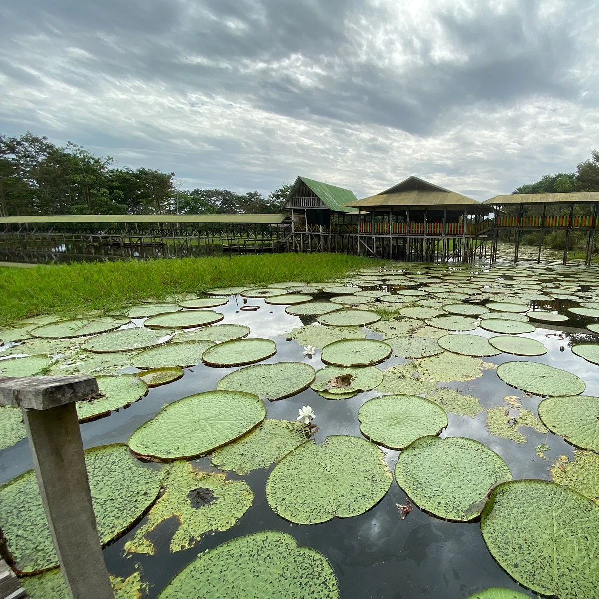 El Jardin de la Victoria Regia