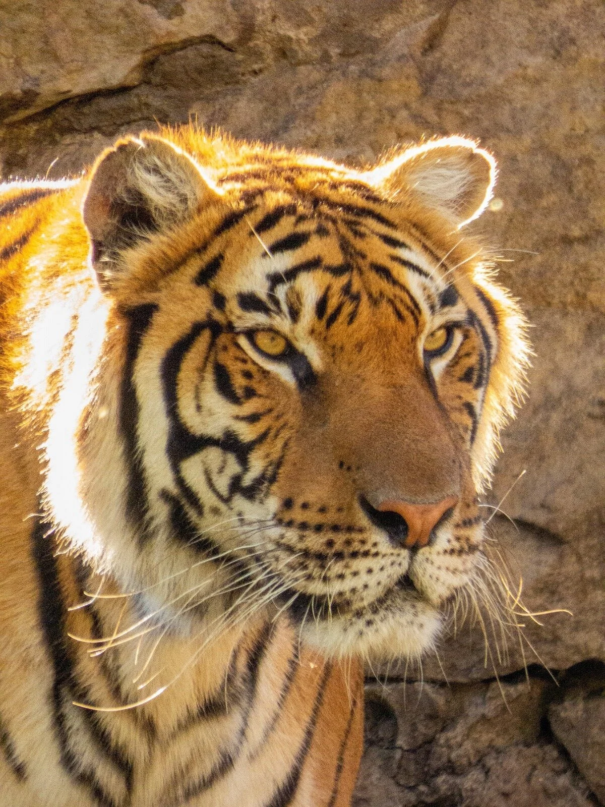 Zoo de Batan