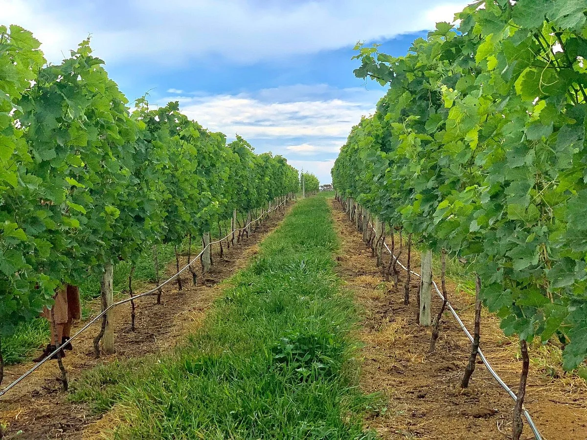 Fazenda Ercoara