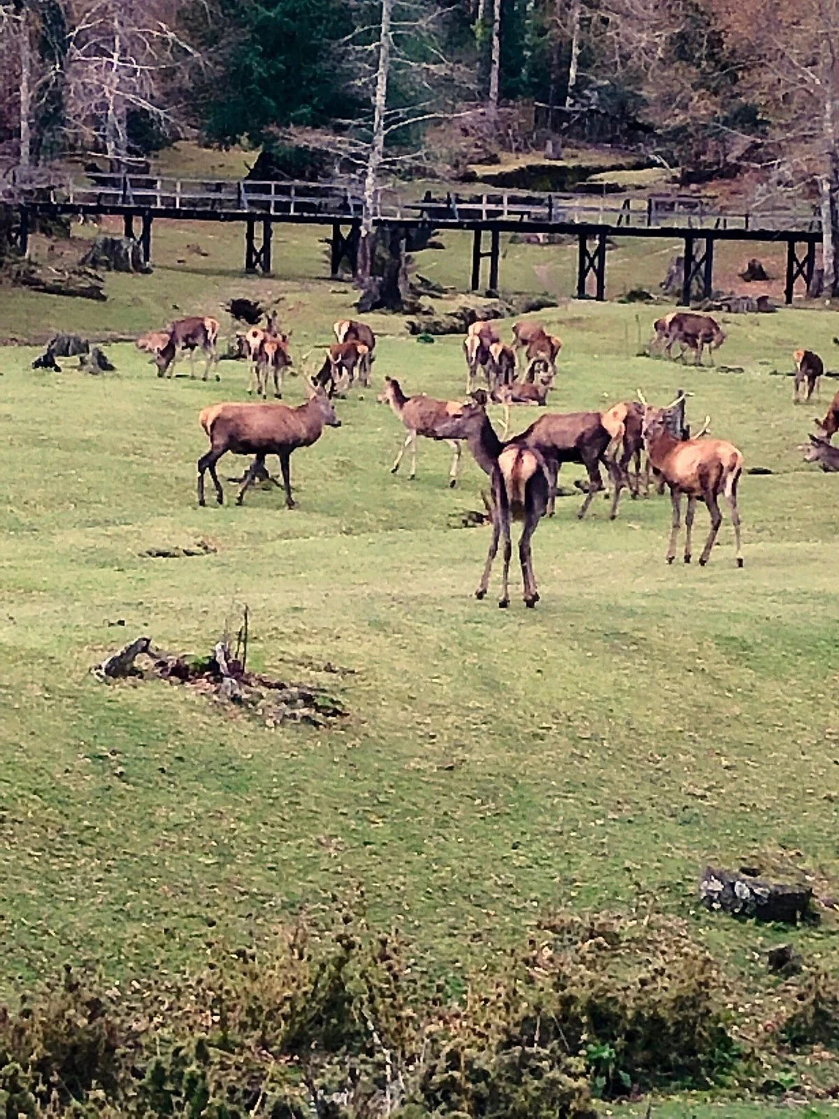 El Bosque De Los Ciervos