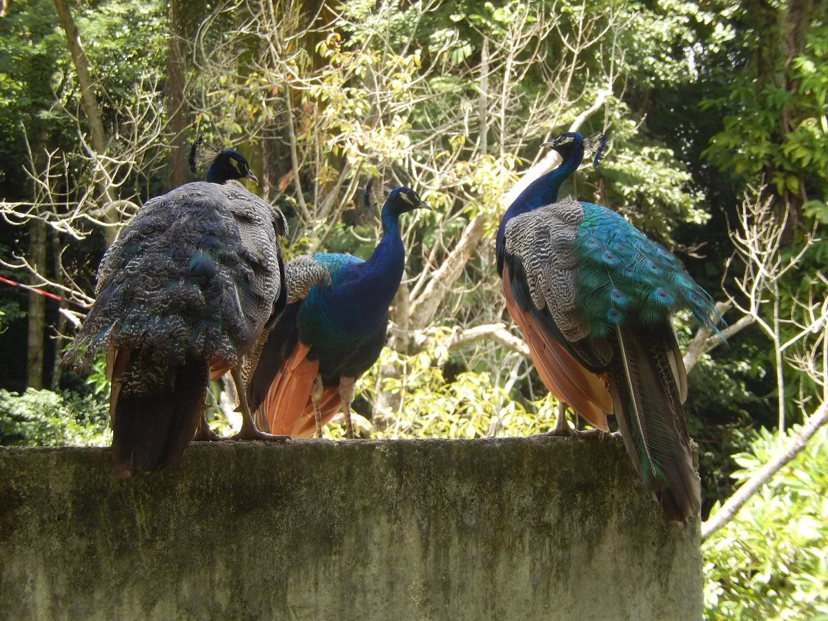 Zoológico de Varginha