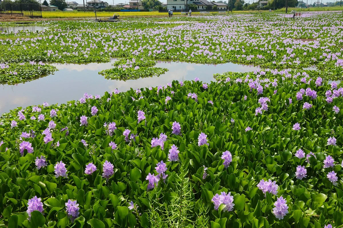 Michi-no-Eki Doyo no Furusato Otone