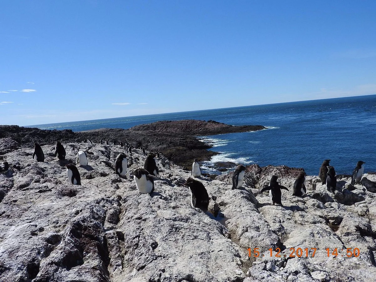 Isla Pinguinos