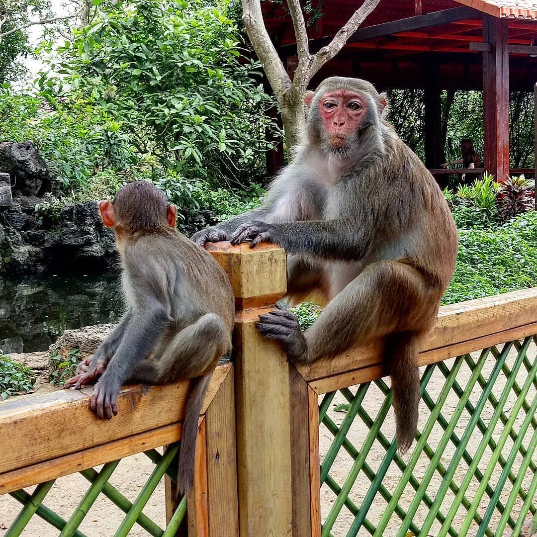 Nanwan Monkey Island