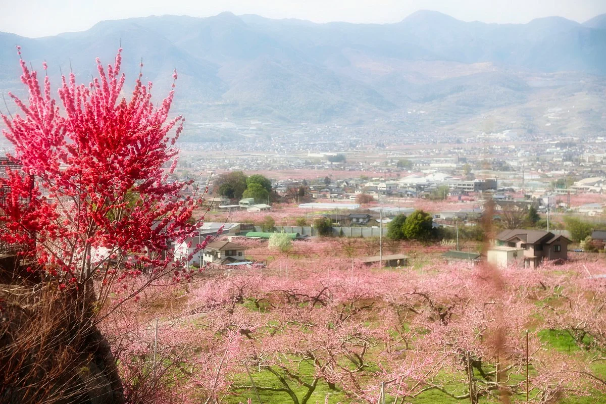 Miharashien