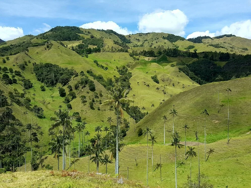 Bosque De Palma De Cera La Samaria
