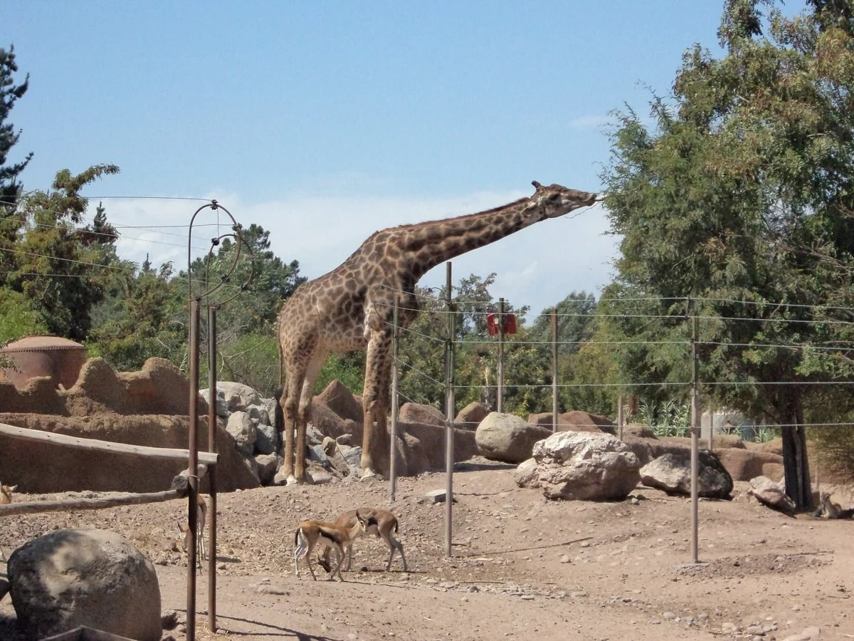 Buin Zoo
