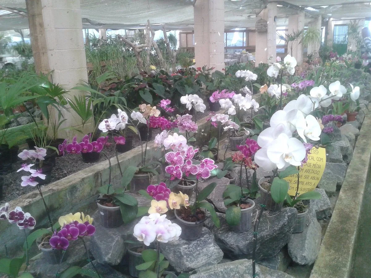 Orquidacea