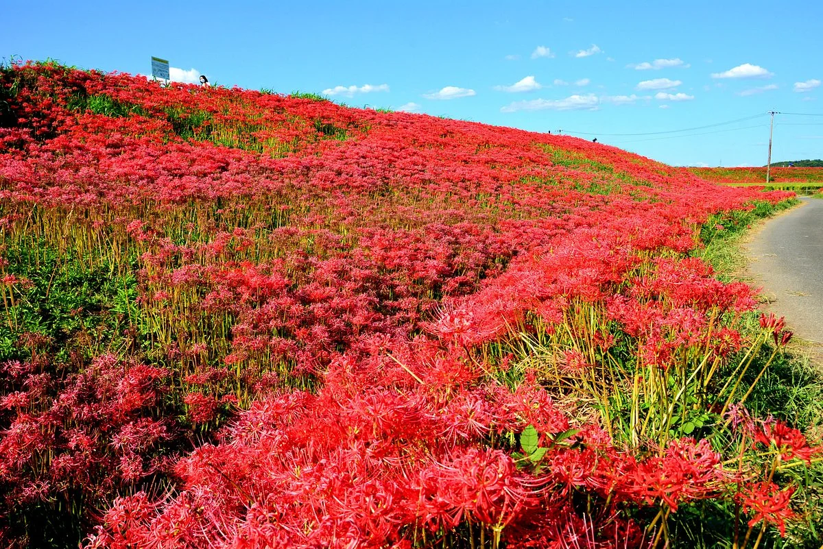 Yakachi River