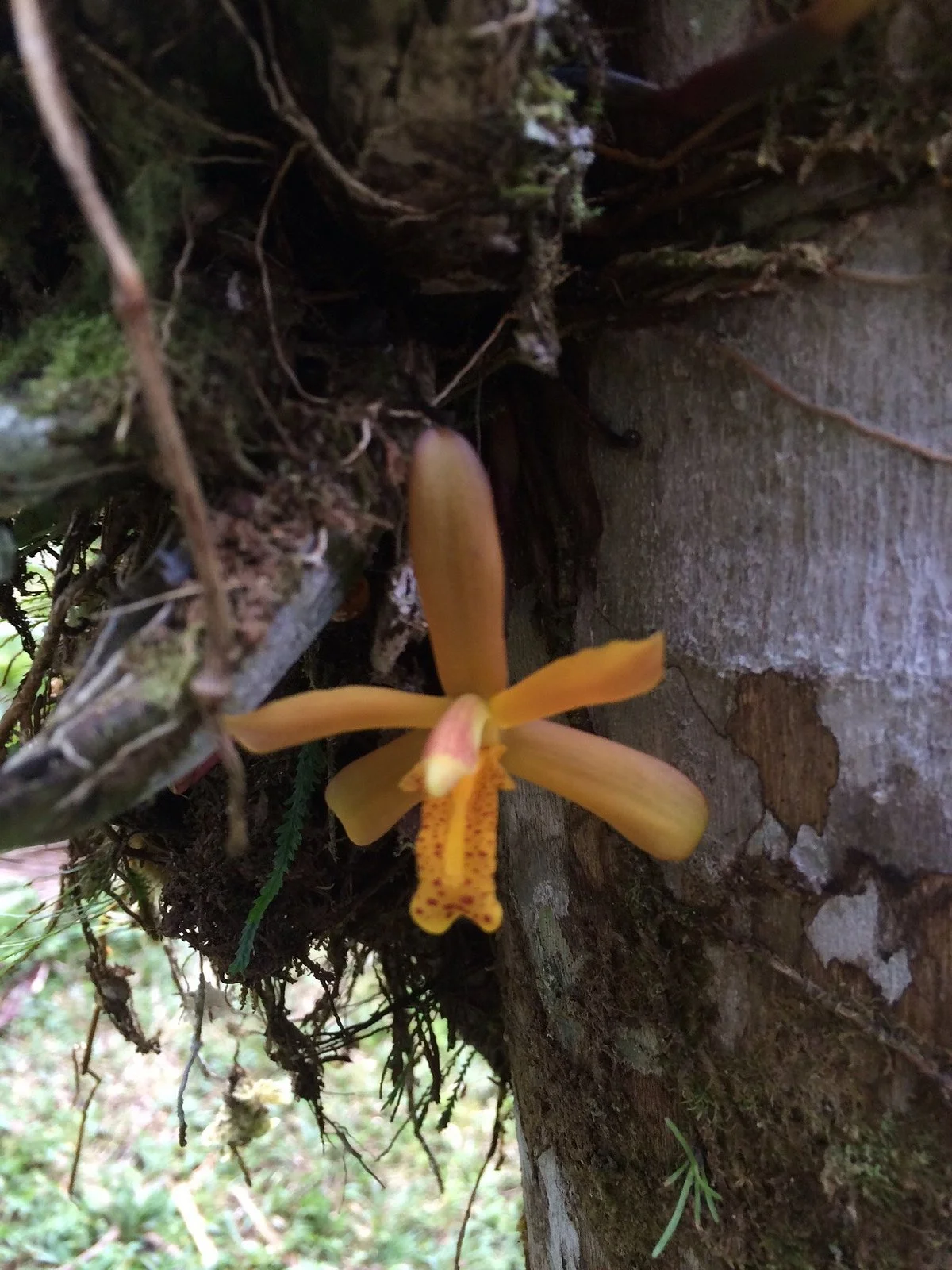 Jardin Botanico las Orquideas