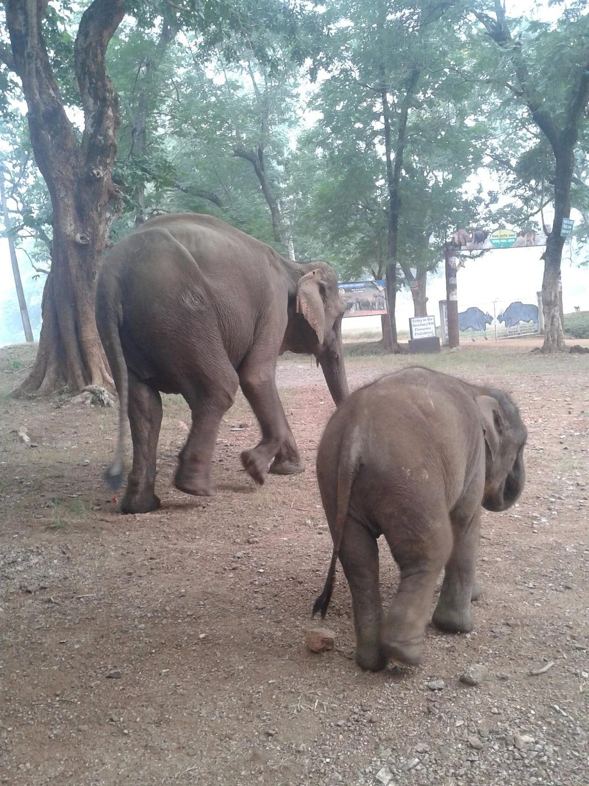 Betla National Park
