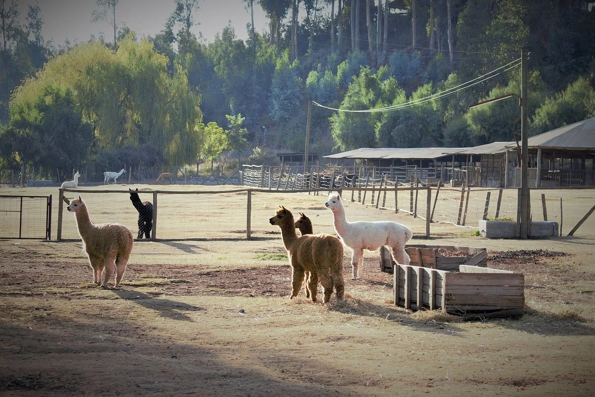 Alpacas Machali