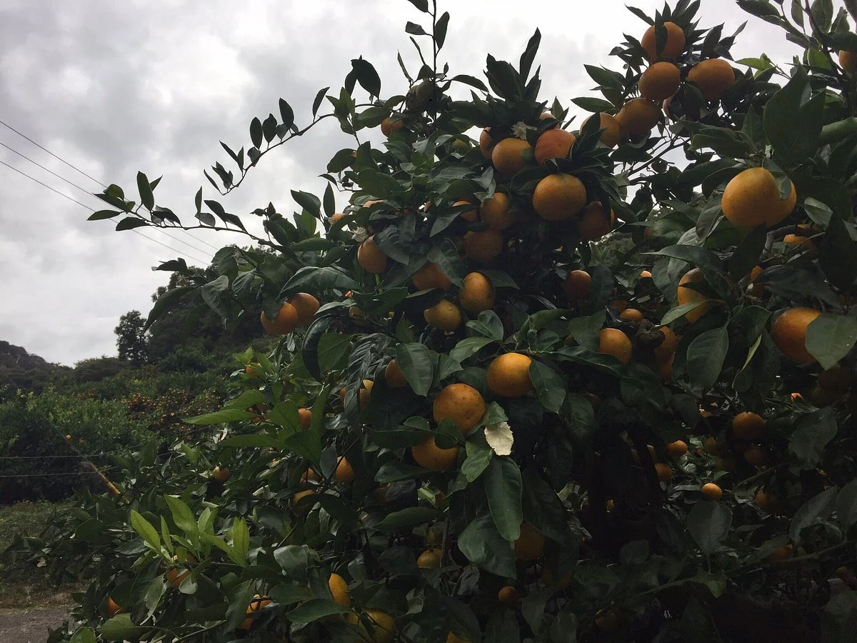 Osaka Orange Farm