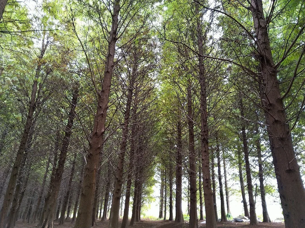 Bade Bald Cypress Forest