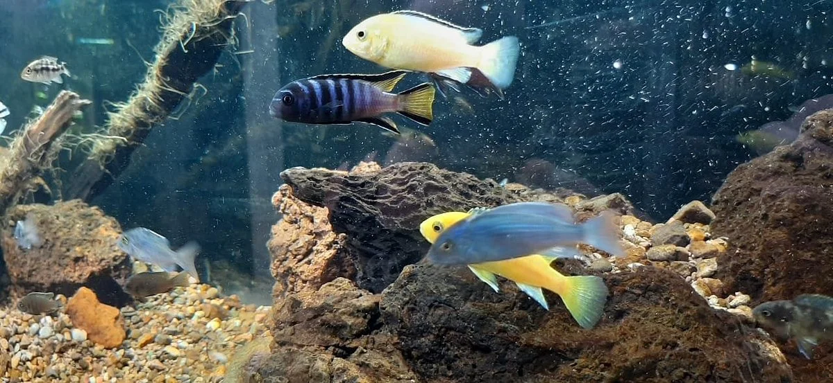 Aquarium Montecarlo