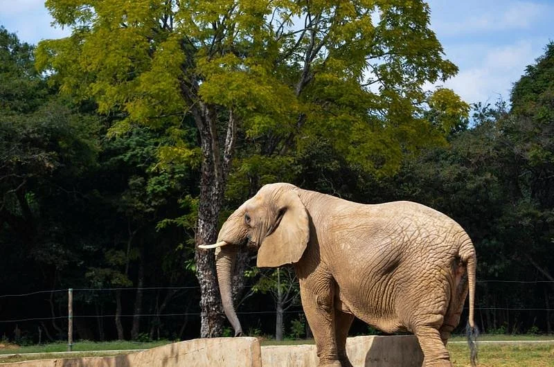 Fundação Zoo-Botânica de Belo Horizonte