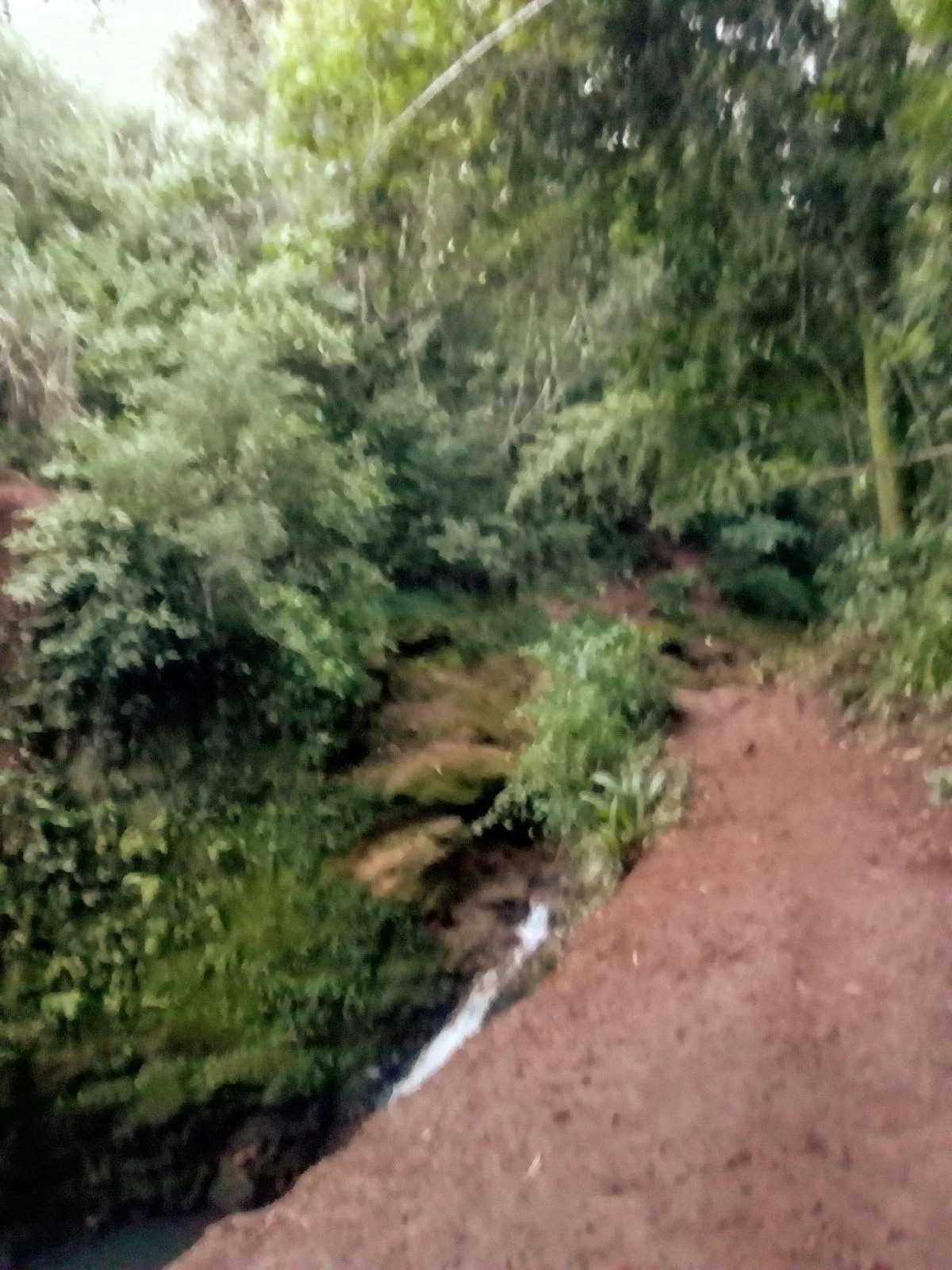 Parque Florestal dos Pioneiros