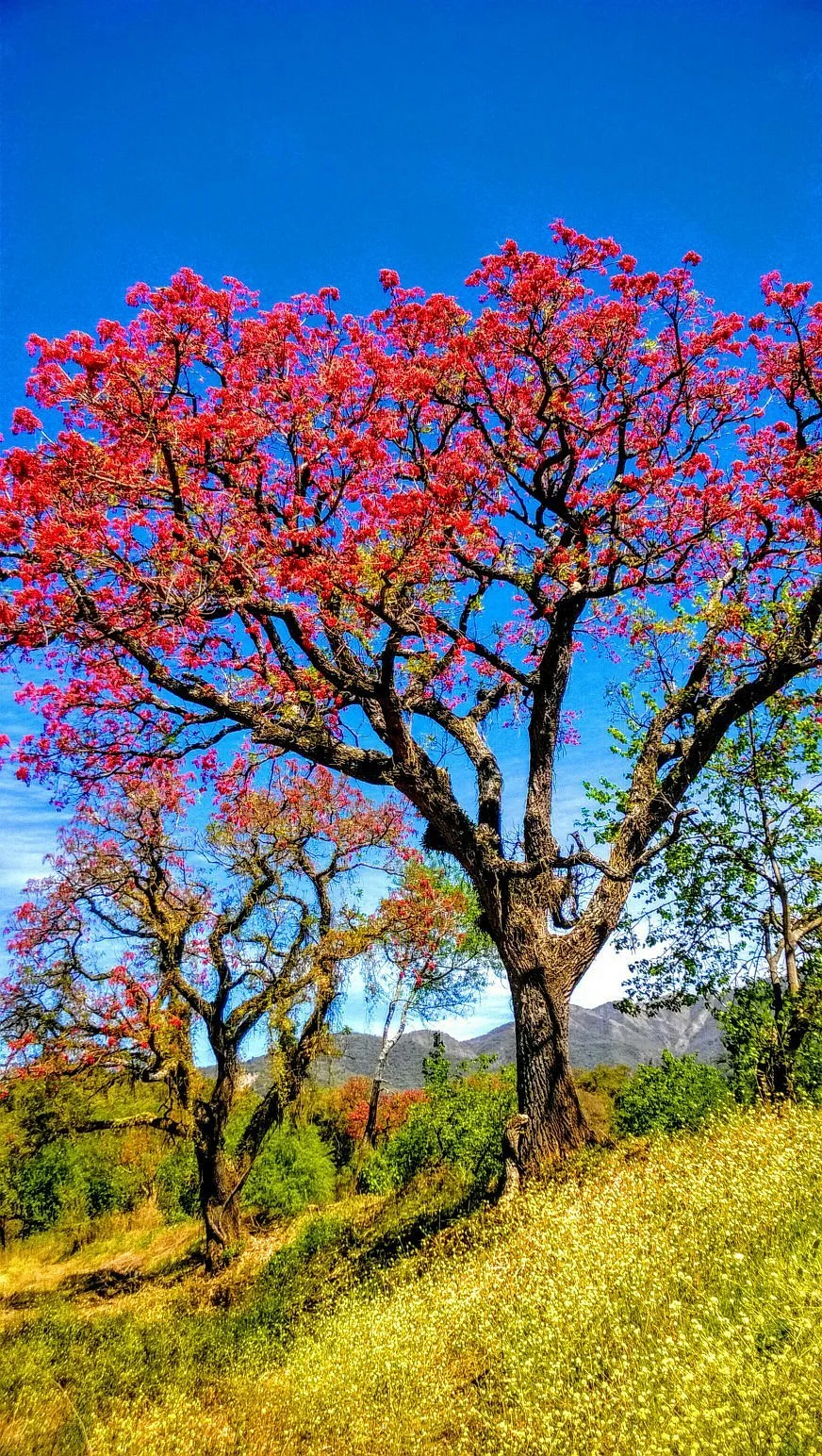 Cerro Tuzgle