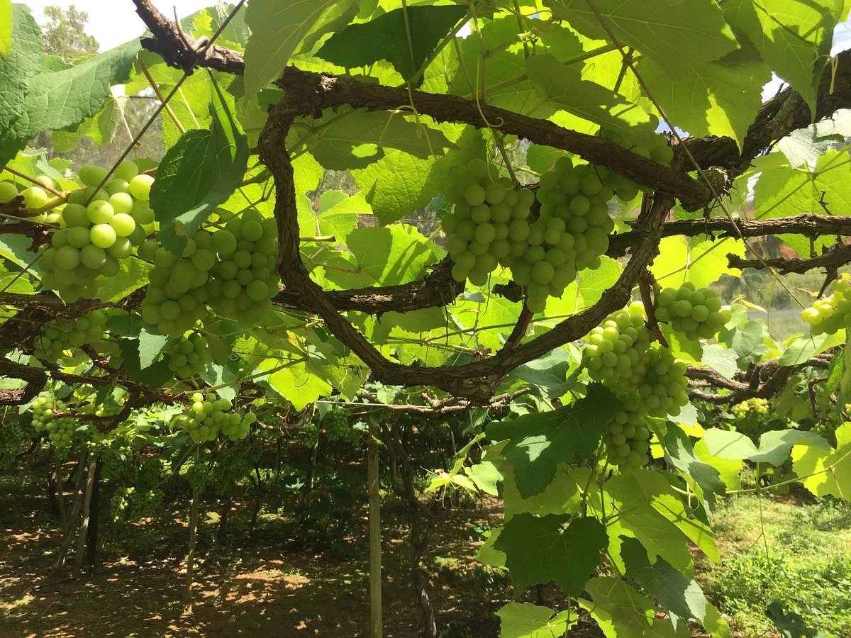 Vinicola Tomazelli
