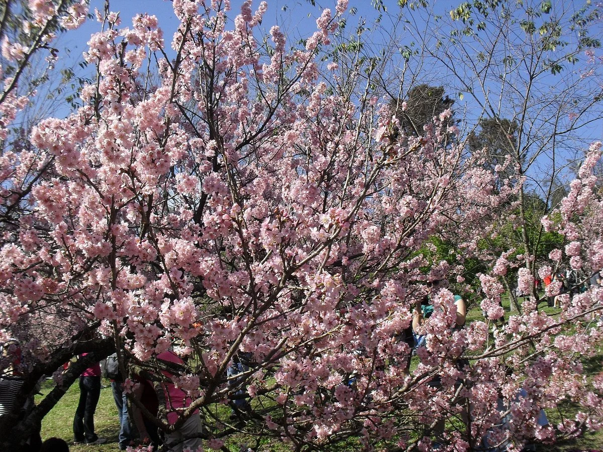 Parque do Carmo
