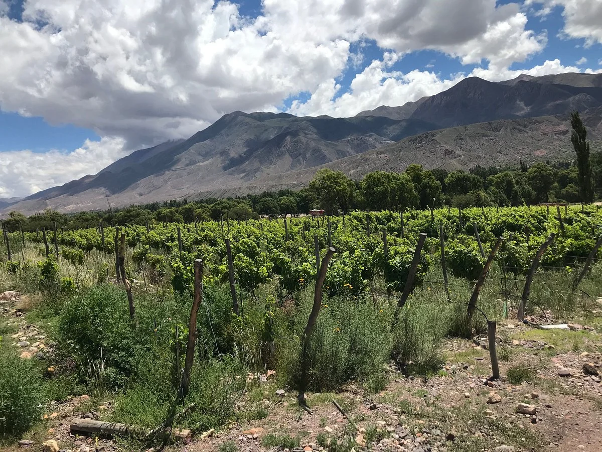 Vinas del Perchel