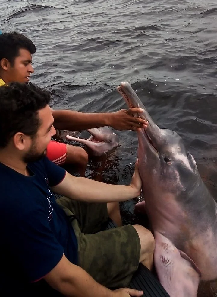 Pink Dolphins Floating Platform