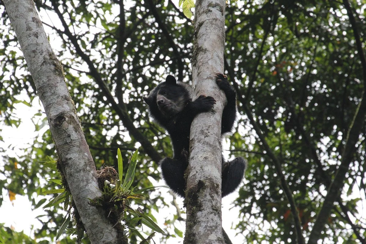 Maquipucuna Reserve