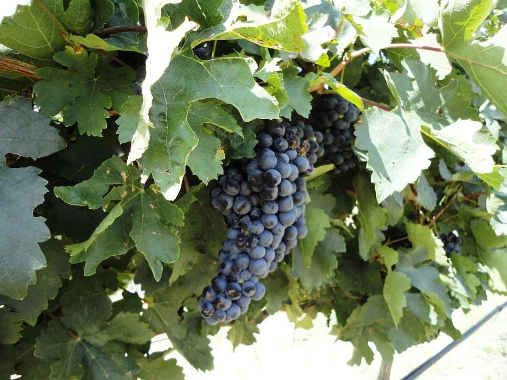Vitivinicola Santa Maria